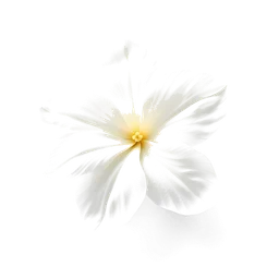 Pictogramme ingrédient olfactif : Chinese Jasmine