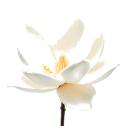 Pictogramme ingrédient olfactif : Chinese Magnolia