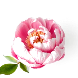 Pictogramme ingrédient olfactif : Chinese Peony