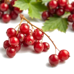 Pictogramme ingrédient olfactif : Chinese Red Currant