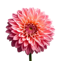 Pictogramme ingrédient olfactif : Chrysanthemum