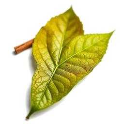 Pictogramme ingrédient olfactif : Cinnamon Leaf