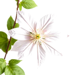 Pictogramme ingrédient olfactif : Clematis