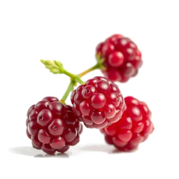 Pictogramme ingrédient olfactif : Cloudberry