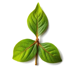 Pictogramme ingrédient olfactif : Clove Leaf