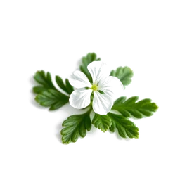 Pictogramme ingrédient olfactif : Clover