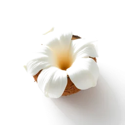 Pictogramme ingrédient olfactif : Coconut Blossom