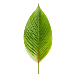 Pictogramme ingrédient olfactif : Coconut Leaf