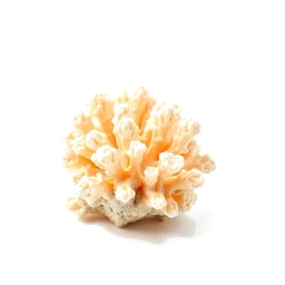 Pictogramme ingrédient olfactif : Coral Limestone