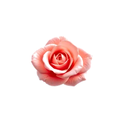 Pictogramme ingrédient olfactif : Coral Rose