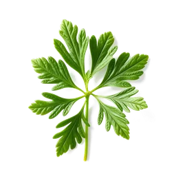 Pictogramme ingrédient olfactif : Coriander Leaf