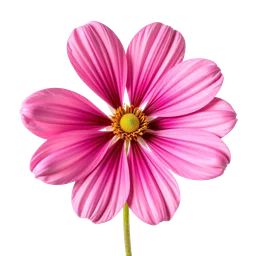 Pictogramme ingrédient olfactif : Cosmos Flower