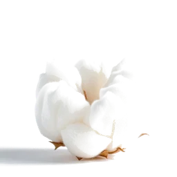 Pictogramme ingrédient olfactif : Cotton Flower