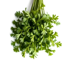 Note olfactive de tête Culantro dans le parfum Honpot