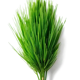 Note olfactive de tête cyperus esculentus dans le parfum Dubhe Assoluto