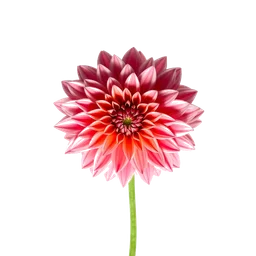 Pictogramme ingrédient olfactif : Dahlia