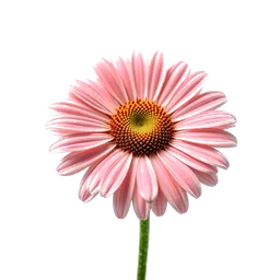 Pictogramme ingrédient olfactif : Daisy