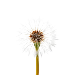 Pictogramme ingrédient olfactif : Dandelion