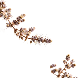 Pictogramme ingrédient olfactif : Desert Sagebrush