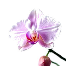 Note olfactive de cœur diamant orchidée dans le parfum Definition
