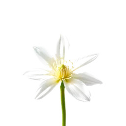 Note olfactive de cœur edelweiss dans le parfum Valkyrie