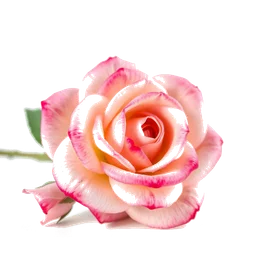 Note olfactive de tête eglantine rose dans le parfum Crystal Peony