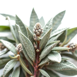 Pictogramme ingrédient olfactif : Egyptian Sage