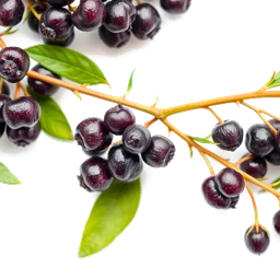 Pictogramme ingrédient olfactif : Elderberry