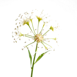 Pictogramme ingrédient olfactif : Elderflower