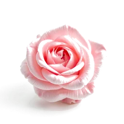 Pictogramme ingrédient olfactif : English Rose