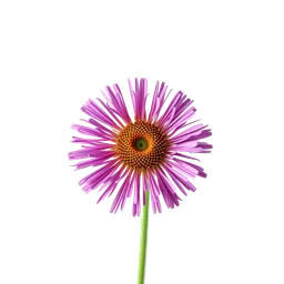 Note olfactive de tête erigeron (fleabane) dans le parfum Mal Aime
