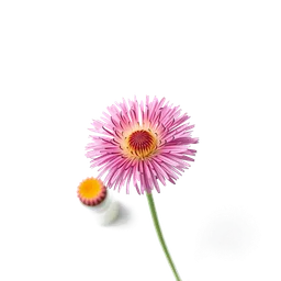 Note olfactive de tête Erigeron dans le parfum Jamaican Ambergris: Purple Sultani