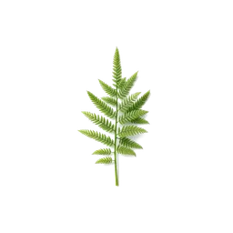 Pictogramme ingrédient olfactif : Fern