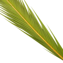 Note olfactive de cœur feuille de palme dans le parfum Ralph Rocks