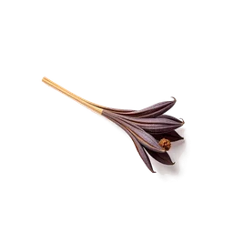 Note olfactive de tête feuille de patchouli dans le parfum Moonlight Patchouli