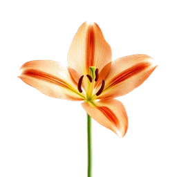 Pictogramme ingrédient olfactif : Fire Lily
