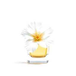 Note olfactive de cœur fleur blanche dans le parfum Lily Gardénia