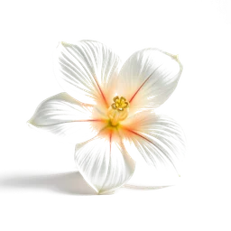 Note olfactive de cœur fleur damande dans le parfum Forever And Ever