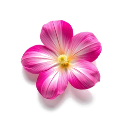 Note olfactive de cœur fleur de carambole dans le parfum Flor De Carambola