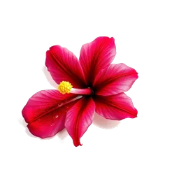 Note olfactive de cœur fleur de cassis rouge dans le parfum Live