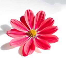 Note olfactive de tête fleur de cosmos dans le parfum Black Essential Dark