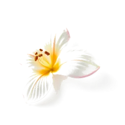 Note olfactive de cœur fleur de figue dans le parfum Figuier