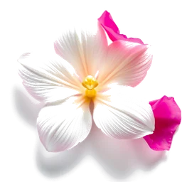 Note olfactive de tête fleur de guavette dans le parfum White Leather