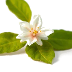 Note olfactive de tête fleur de jujubé dans le parfum And Your Lips