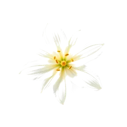 Note olfactive de tête fleur de melissa dans le parfum Valkyrie Saga