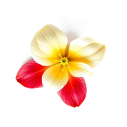 Note olfactive de tête fleur de passiflore dans le parfum Hypnose