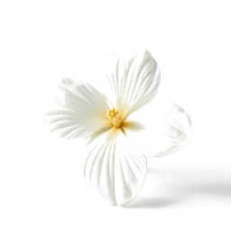 Note olfactive de cœur fleur de pêche blanche dans le parfum Donna