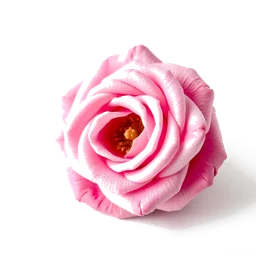 Note olfactive de cœur fleur de rose dans le parfum Notte d'Oro
