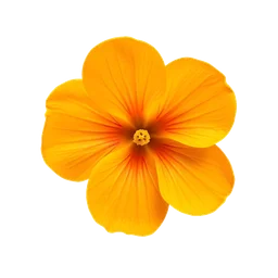 Note olfactive de fond fleur dorange de valence dans le parfum Inspire