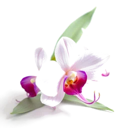 Note olfactive de cœur fleur dorchidée sauvage dans le parfum Unusual Flower Eau de Parfum
